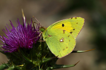 Sarı azamet kelebegi   Colias crocea © mylasa