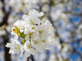 Kirschblüte im Frühling