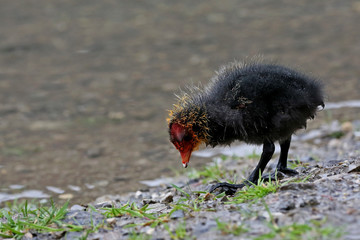 Blässhuhn