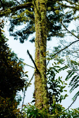 Fototapeta premium close up of pine tree covered with green moss and lichen in indonesian mountain