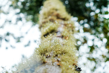 close up detail of lichens on pine tree with rain drops in morning in sumatra indonesia