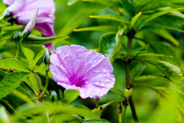 close up of blooming fuchsia mirabilis jalapa flower with rain drops outdoor with green background