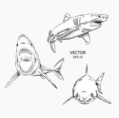 sharks in the sea. vector illustration