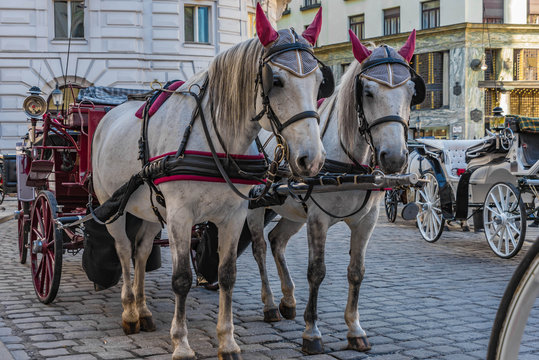 Fiaker Pferde Wien