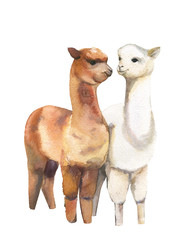 Lamas. Pair.Watercolor illustration on white background.Isolated. © Анна Замолоцкая