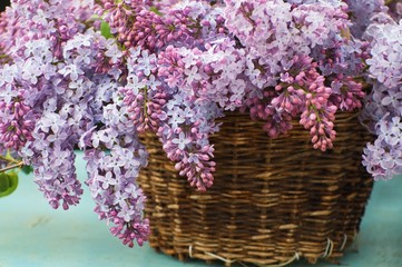 Blossoming pink lilac in basket.