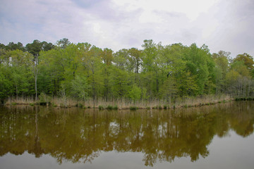 Fototapeta premium Trees reflected in the Water