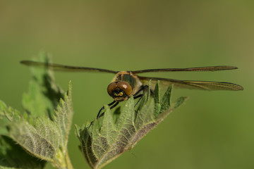 Frisch geschlüpfte Falkenlibelle