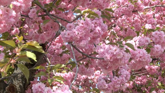 Beautiful pink sakura flowers bloom in the botanical garden in the spring close-up
