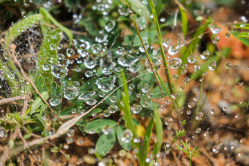 Fototapeta na wymiar Droplets in a Web