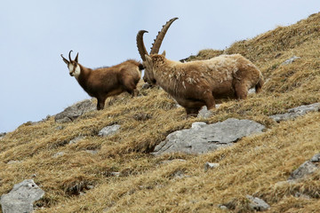 Alpensteinbock
