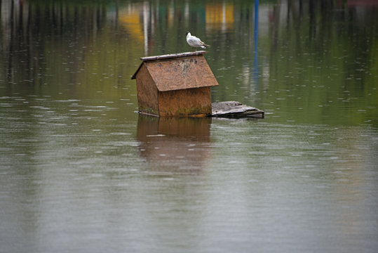 gdomik on a pond, a seagull on it: pours a rain