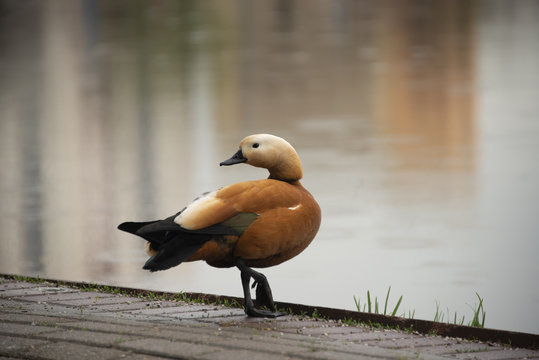 the duck on the embankment of a pond - goes a small rain