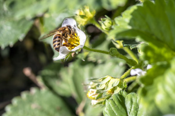 Bee and the strawberry bud. Horizontal
