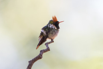 topetinho-vermelho ( Lophornis magnificus )