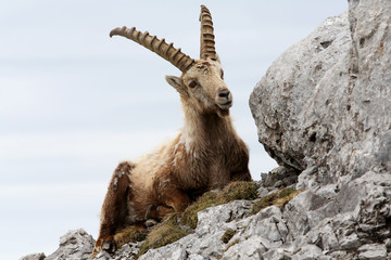 Alpensteinbock