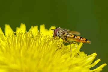 sun fly standing on a dandelion.