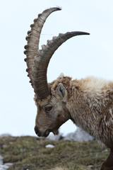 Alpensteinbock