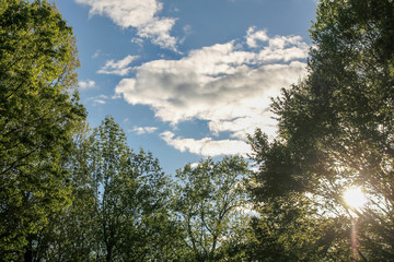 Trees and Clouds