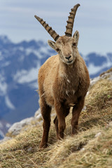 Alpensteinerbock