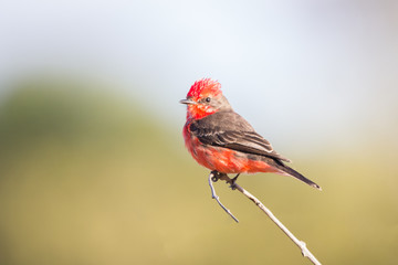 príncipe ( Pyrocephalus rubinus )