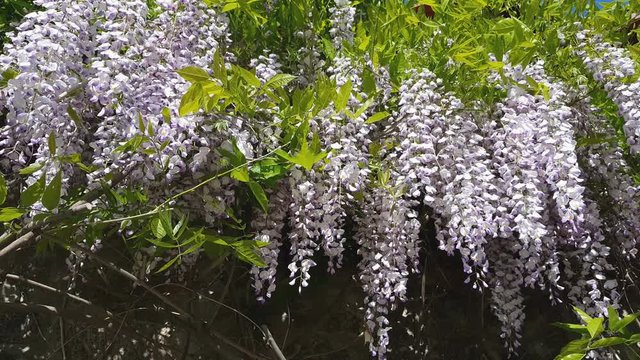 Closeup of pink flower clusters of an Wisteria in full bloom in spring. Light breeze, sunny day, dynamic scene, 4k video.