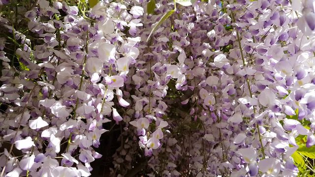 Closeup of pink flower clusters of an Wisteria in full bloom in spring. Light breeze, sunny day, dynamic scene, 4k video.