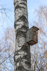 A wooden birdhouse affixed to an old birch tree