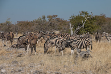 Fototapeta na wymiar Zebras have lunch break at the waterhole