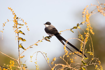 tesourinha ( Tyrannus savana Daudin )