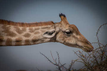  Close-up, Gitaffe eats on the thorn bush at Ethosa National Park