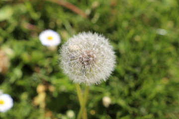 Löwenzahn im Frühling