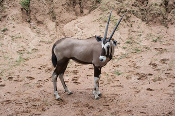 an orynx on th soil floor