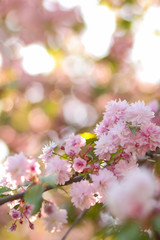 Flowering cherry branches in the sun, pink flowers on a blurred background, a sunny morning, a blank for a designer, a copy of the space, green leaves