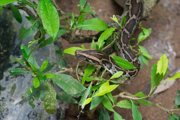 a snake crawl through bush