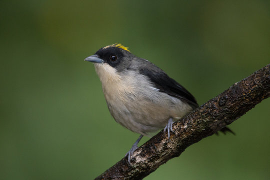 ti&ecirc;-de-topete ( Trichothraupis melanops )