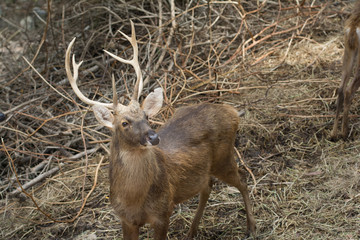Obraz premium a beautiful deer with antler