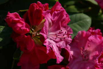 Rhododendrons / The rhododendrons are a genus of the family Ericaceae
