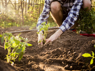 close up gardener working in garden on a sunny spring day