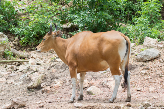 a brown buffaro in the forest