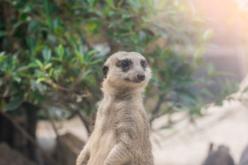 Fototapeta premium A meerkat looks at some thing