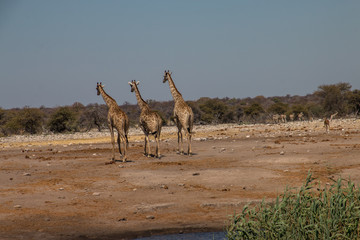  Three gitaffes pull off the water hole at Ethosa National Park
