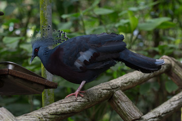 a bird looks at something