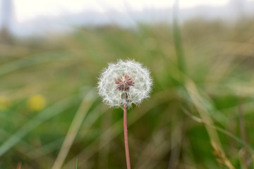 Naklejka premium gros plan sur un pissenlit