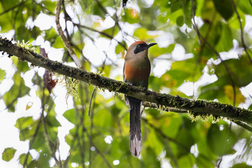 juruva ( Baryphthengus ruficapillus )