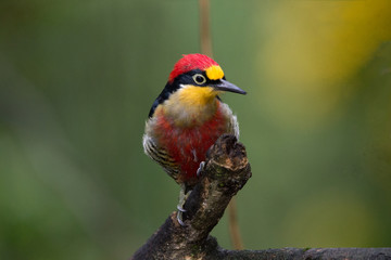 benedito-de-testa-amarela ( Melanerpes flavifrons )