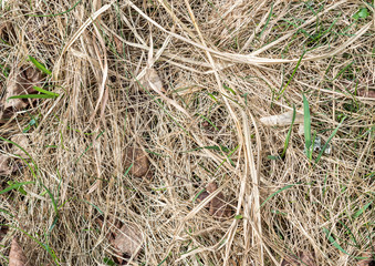 Texture dry grass at spring.