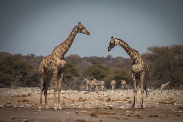  Two giraffes in front of zebra herd at Ethosa National Park
