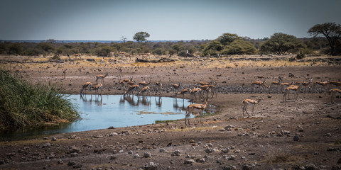 Wildlife in Africa on a waterhole