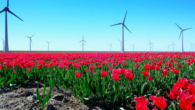 Red tulips in a field with wind turbines in the background